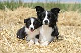 BORDER COLLIE 629
